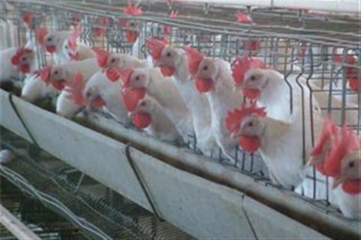 کردستان مرغ ۱۰ استان کشور را تأمین می‌کند