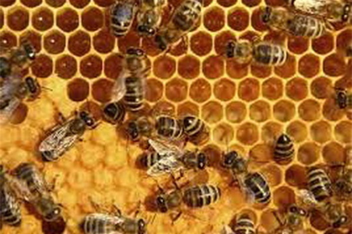زنبورها از الگوهای تجاری پیروی می‌کنند