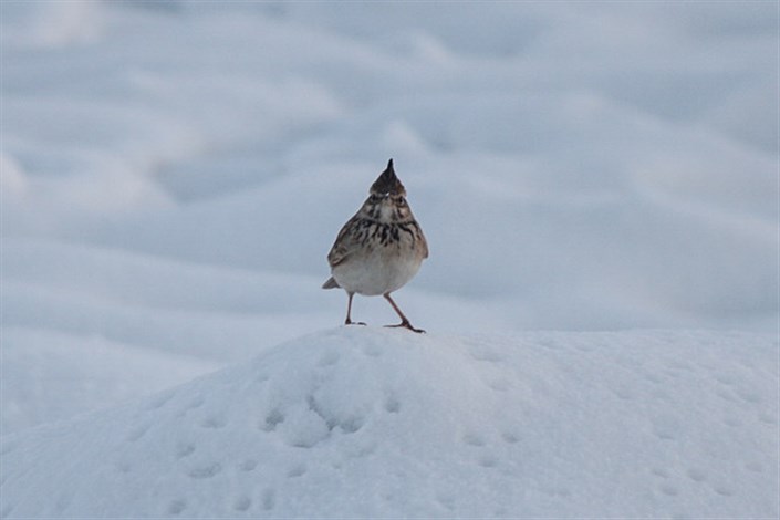 در روزهای برفی با هماهنگی محیط زیست برای پرندگان دانه‌ بپاشید