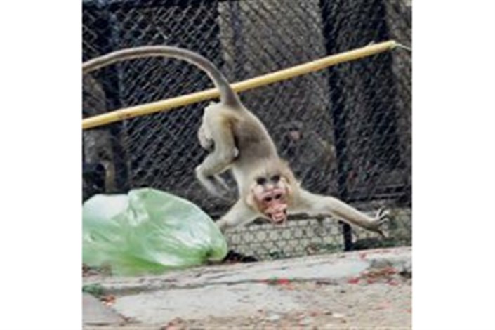 میمون‌های یاغی، خطرناک و فراری در خیابان‌های تهران/ حمله دو میمون به شهروندان و توقف با ضرب گلوله 