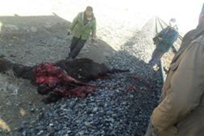 تصادف دوباره قطار در استان سمنان این بار با سه شتر!
