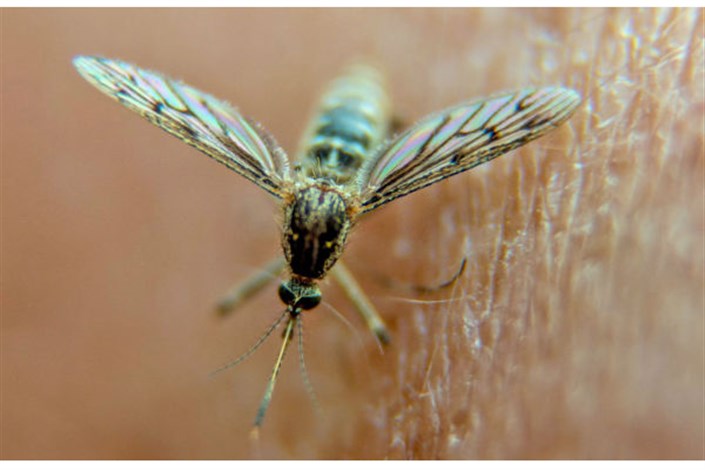 تکامل پشه ها جلوی پیشرفت راهکارهای ویرایش ژنوم را می گیرد