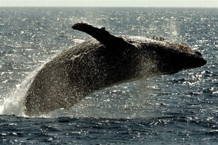 کشف راز جهش نهنگ ها به بیرون آب