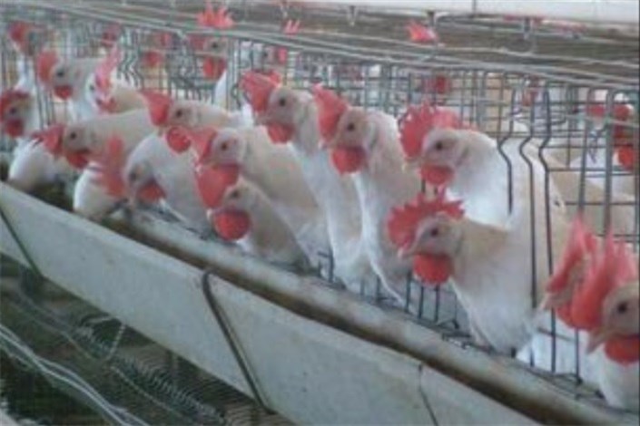 معاون سازمان دامپزشکی: مرغداران بهداشت را رعایت کنند تا آنفلوآنزا کنترل شود