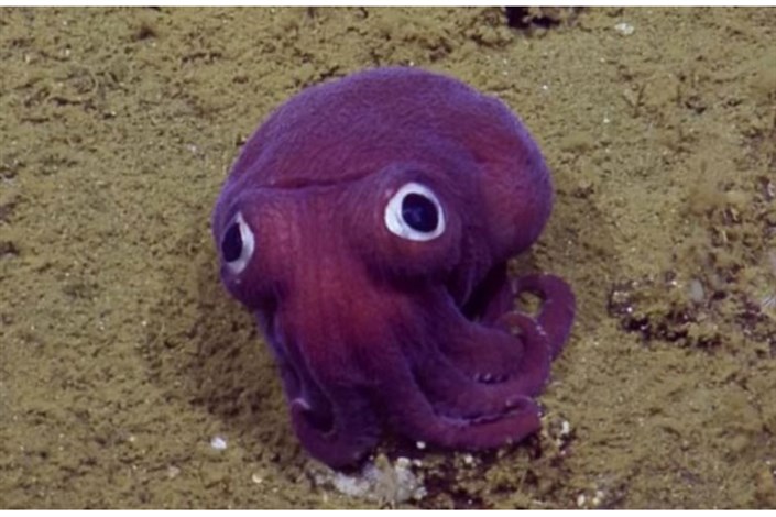 ماهی مرکب با چشم های عجیب