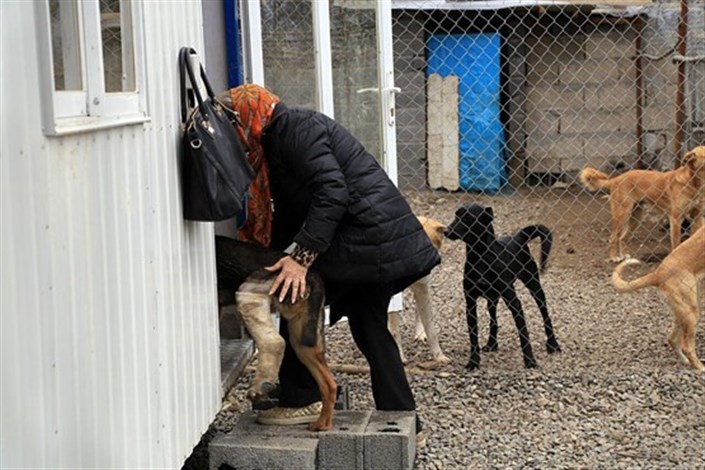 خانه‌ای برای سگ‌ها در نوشهر