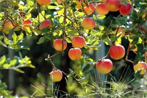 ۱۷۶۵ هکتار از باغات اسفراین شناسنامه‌دار شد