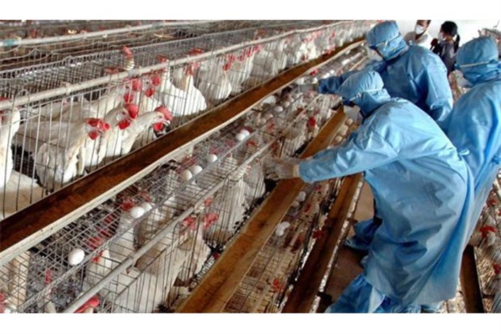 مشاهده آنفلوانزای حاد پرندگان در همدان/2400 مرغ معدوم شدند