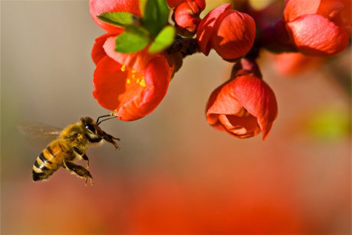 شناسایی 7 ویروس ناشناخته بیماری‌های زنبور عسل در کشور