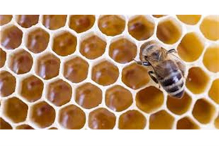 تولید بهترین عسل‌های دنیا در ایران/۷میلیون کلنی زنبور عسل در کشور