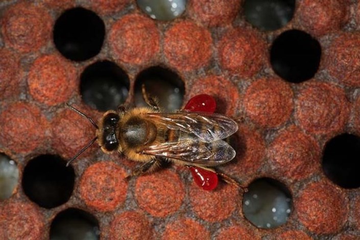 اجرای پروژه شناسایی ویروس فلجی اسرائیلی زنبور عسل در 3 استان