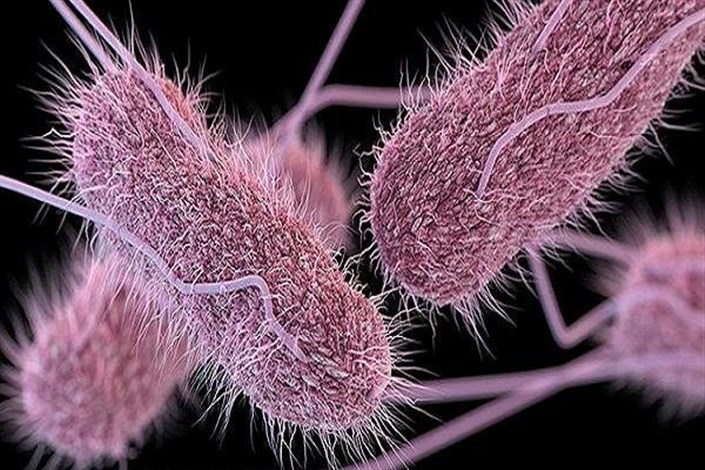 روشی موثر در مقابله با شایعترین باکتری مولد بیماری در نشخوارکنندگان