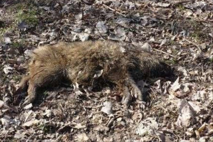 مرگ دسته جمعی گرازهای جنگل های گیلان دردست پیگیری است
