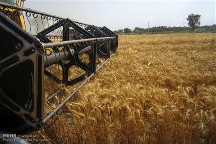 تنظیم بازار و افزایش کیفیت گندم با عرضه در بورس کالا / پرداخت مطالبات گندم‌کاران سرعت می گیرد 