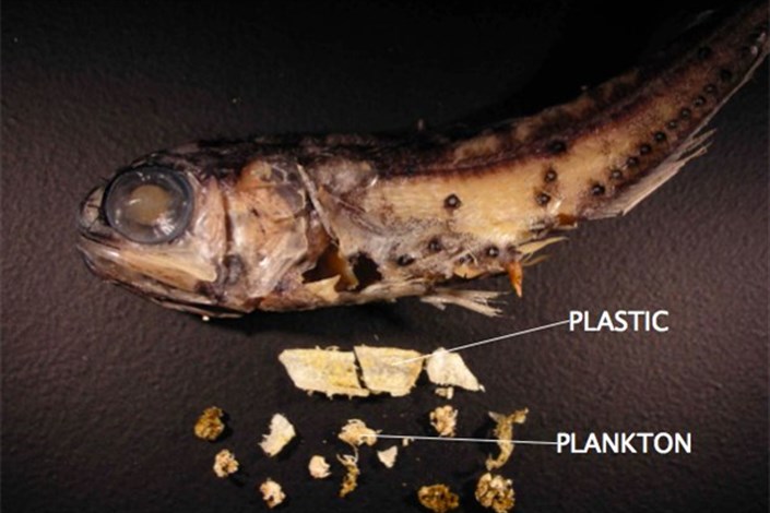 پلاستیک چگونه وارد غذای ما می‌شود؟