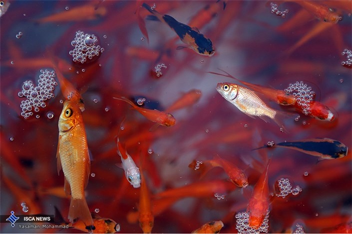 ماهی طلایی یا همان ماهی گلی شیوه جالبی برای زنده ماندن دارد
