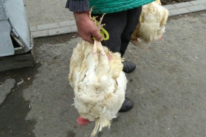 دستفروشی که مرغ زنده می‌فروشد/ وقتی دستفروشی به معضل ترافیک دامن می‌زند 