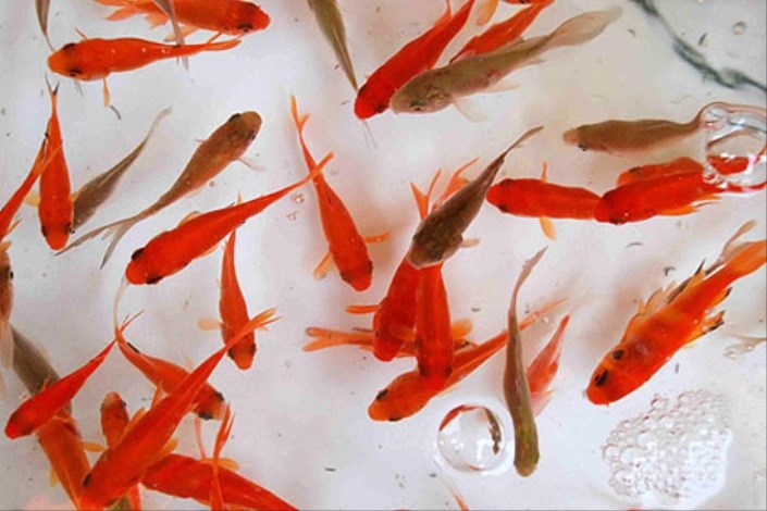  ماهی‌های قرمز الکل تولید می‌کنند تا زنده بمانند