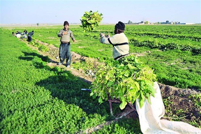 اعلام شرایط صادرات کالاهای کشاورزی از ایران به اندونزی