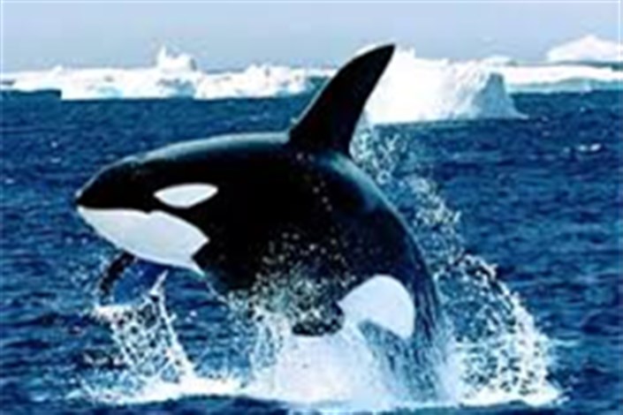نگرانی مقامات فرانسوی از گسترش چالش "نهنگ آبی"