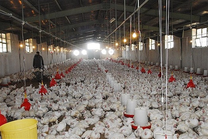  تورم تولیدکننده مرغداری‌های صنعتی اعلام شد