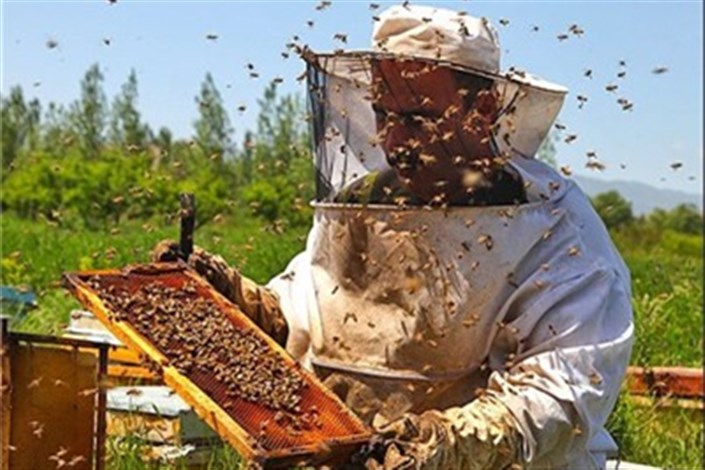 آغاز طرح پایش زنبورستان‌های خراسان‌جنوبی