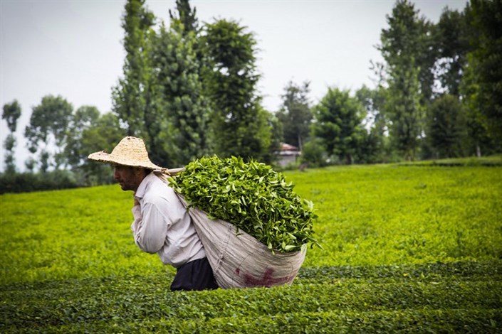 نرخ‌های جدید خرید تضمینی چای/ افزایش ۷ درصدی قیمت خرید