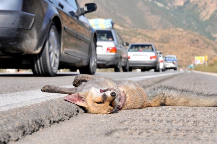 جلوگیری از تلفات حیات وحش در تصادفات جاده‌ای امکان‌پذیر نیست