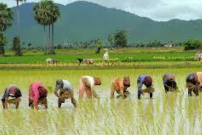 اجرای طرح کد رهگیری برنج در گیلان و مازندران