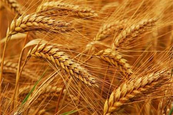 نرخ خرید تضمینی گندم باید حداقل 9 درصد افزایش یابد/واردات گندم هدر دادن ارز است