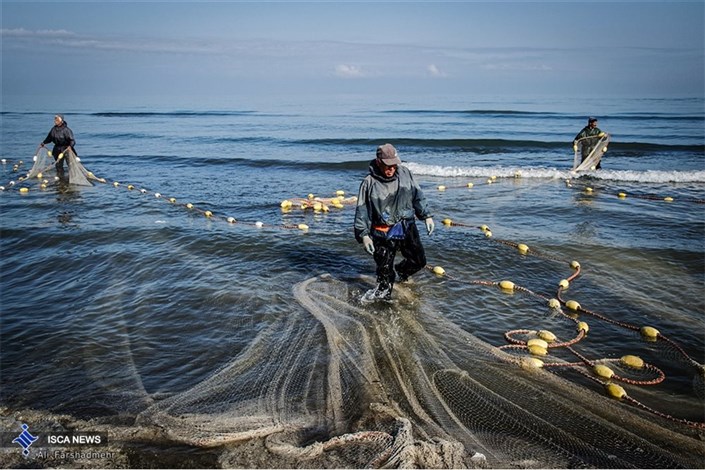 ممنوعیت صید ماهی در دریای خزر