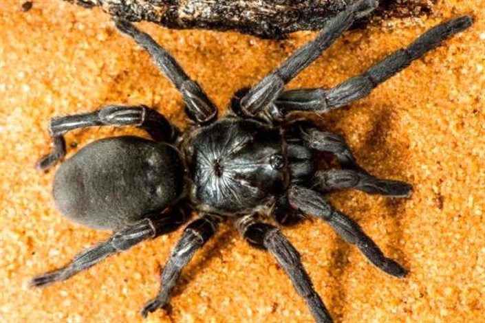 کشف ۵۰ گونه ناشناخته از عنکبوتها در استرالیا