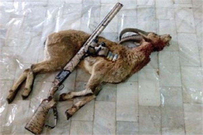 مجروح شدن شکارچی متخلف در درگیری مسلحانه با محیط بانان در سمنان  