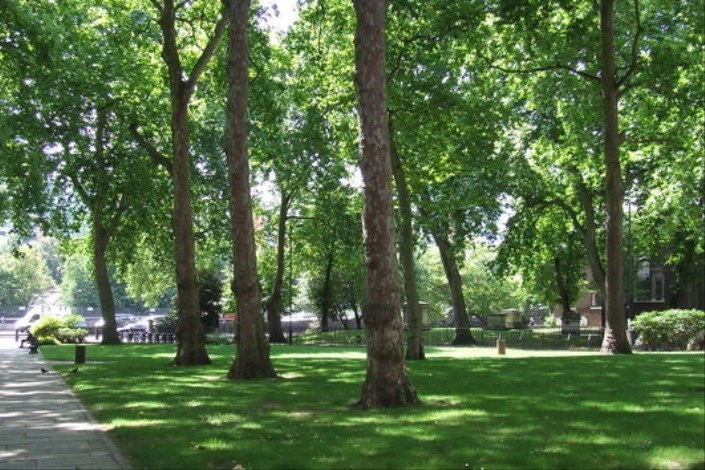 درختان شناسنامه شهر هستند/ لزوم اختصاص 10 درصد از فضاهای شهری به فضای سبز توسط شهرداری