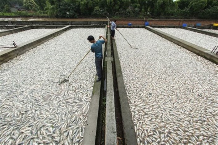 تولید ۹۰ هزارتن ماهی قزل آلا در کشور/آرامش بر بازار ماهی حاکم شد
