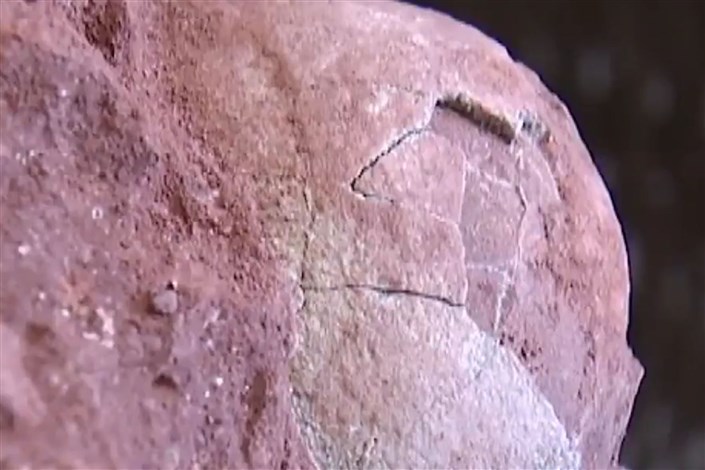 پیدا شدن تخم دایناسور مربوط به 70 میلیون سال قبل در چین
