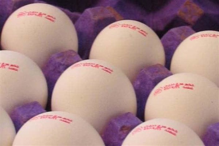 مرغداران به تصمیم دولت اعتراض کردند/نیاز به واردات تخم‌مرغ نیست 