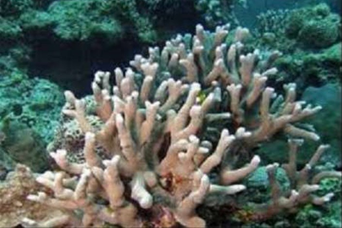 جابه جایی مرجان های هندورابی با اعتبار بیش از یک میلیارد