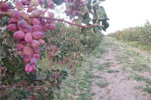 پسته شهربابک ستون اقتصاد محلی