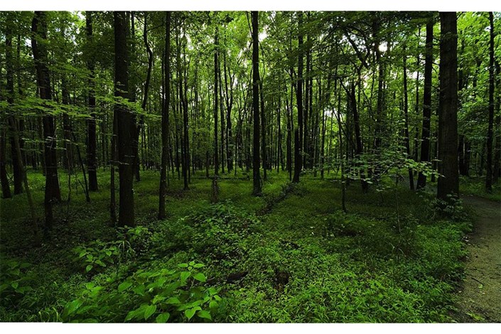 اجرای طرح جنگل کاری 28 هکتار از اراضی دورود 