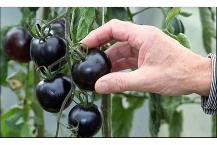 اولین مرکز تحقیقاتی گوجه فرنگی سیاه احداث می‌شود