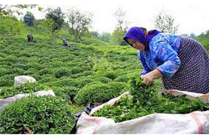   افزایش ۱۰ درصدی تولید چای/ پرداخت مطالبات چایکاران