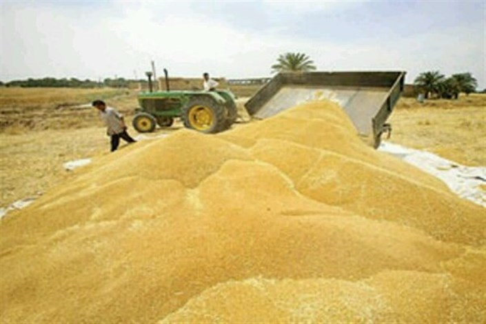 خرید ۱۰۰ هزار تن گندم در استان لرستان