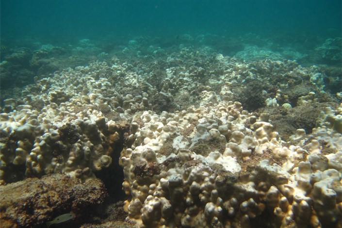 نگرانی کارشناسان از گسترش پدیده سفیدشدگی مرجان‌ها