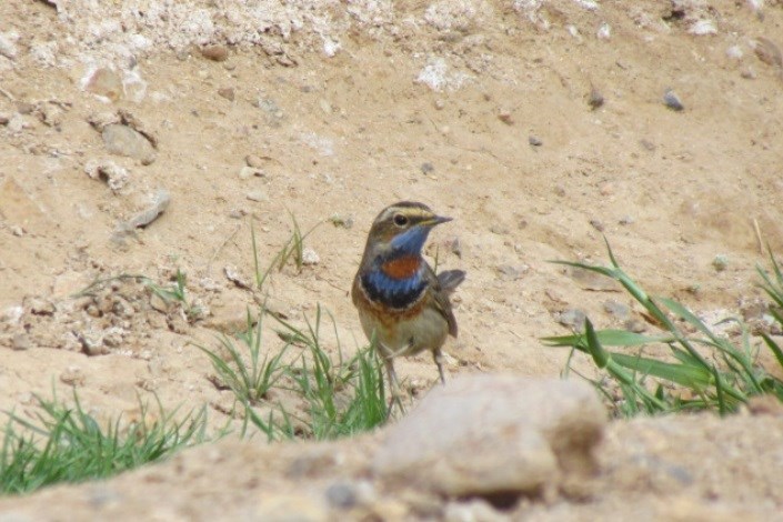 یک گونه پرنده دیگر به فهرست پرندگان استان یزد اضافه شد