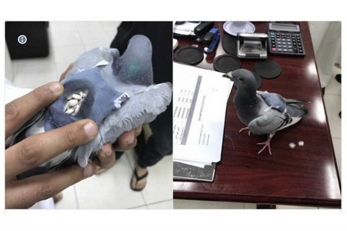  شناسایی کبوتر حامل ۱۷۸ قرص مخدر در کویت