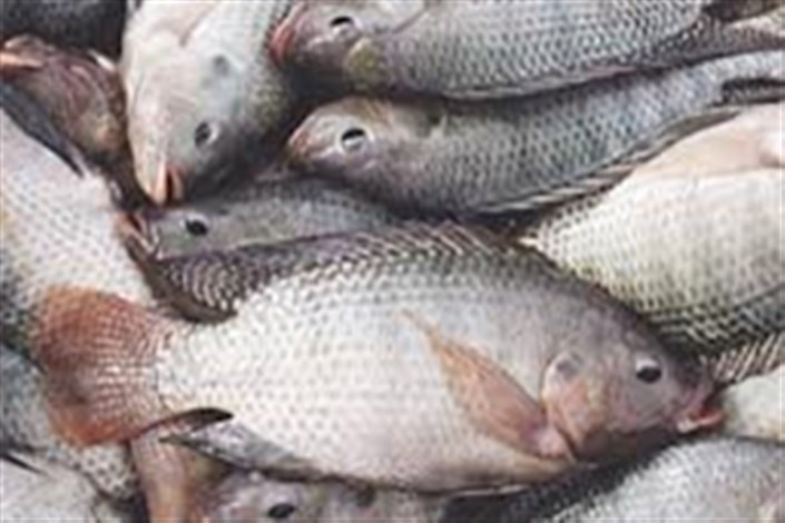 ممنوعیت تکثیر و پرورش ماهی تیلاپیا در اردبیل