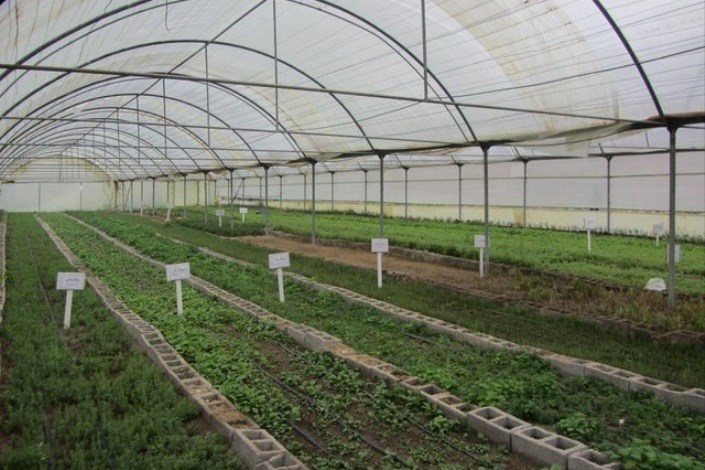بهره برداری از بزرگ ترین گلخانه بدون خاک سبزی و صیفی کشور در مازندران