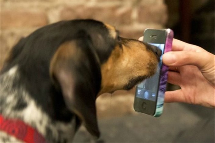 برقراری تماس تلفنی اورژانسی برای سگ‌ها ممکن می‌شود!