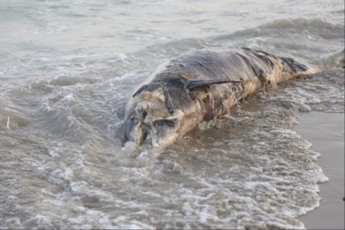 مشاهده لاشه یک دلفین در ساحل بندرعباس